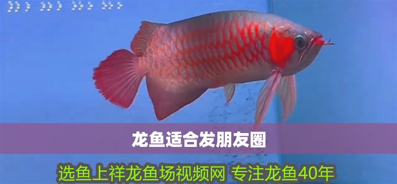 龍魚適合發(fā)朋友圈