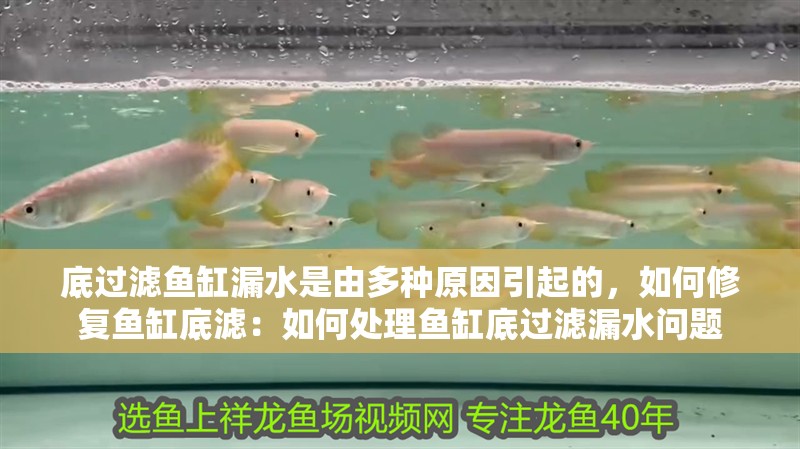 底過濾魚缸漏水是由多種原因引起的，如何修復魚缸底濾：如何處理魚缸底過濾漏水問題 底過濾魚缸漏水是由多種原因引起的，如何修復魚缸底濾：如何處理魚缸底過濾漏水問題 魚缸百科