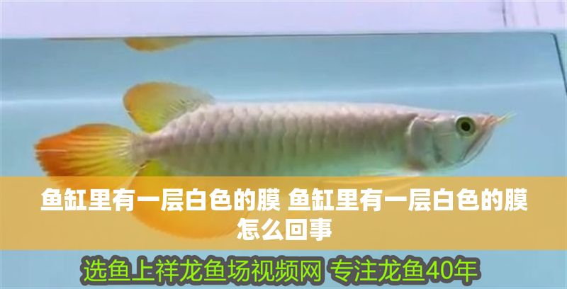 魚(yú)缸里有一層白色的膜 魚(yú)缸里有一層白色的膜怎么回事
