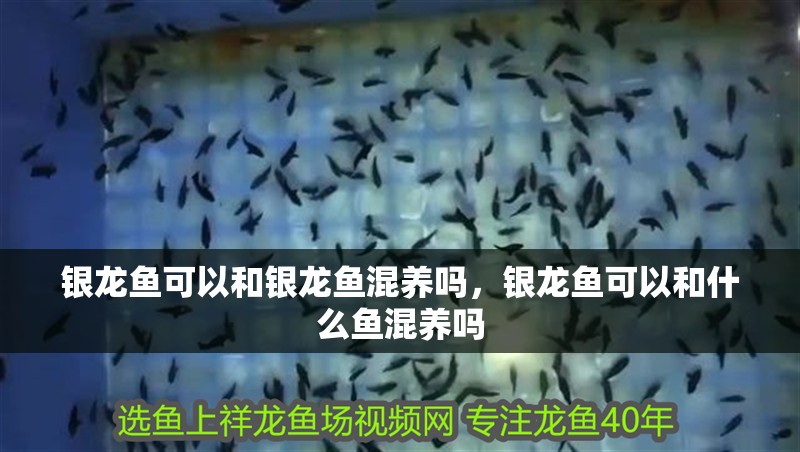銀龍魚可以和銀龍魚混養嗎，銀龍魚可以和什么魚混養嗎