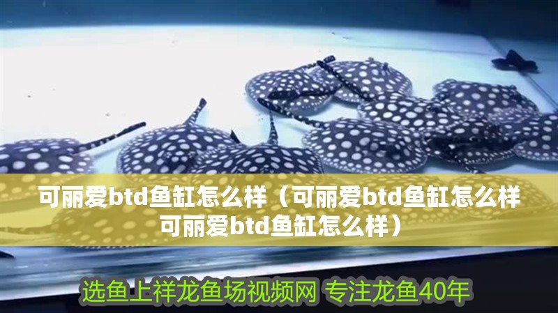 可麗愛btd魚缸怎么樣（可麗愛btd魚缸怎么樣可麗愛btd魚缸怎么樣）
