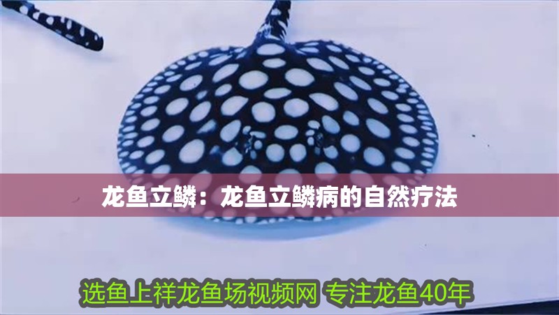 龍魚立鱗：龍魚立鱗病的自然療法 龍魚立鱗：龍魚立鱗病的自然療法 龍魚百科