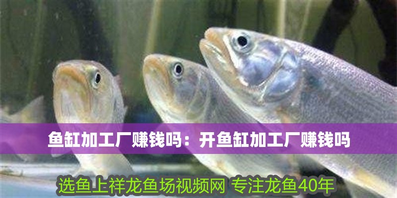 魚缸加工廠賺錢嗎：開魚缸加工廠賺錢嗎 魚缸加工廠賺錢嗎：開魚缸加工廠賺錢嗎 魚缸百科