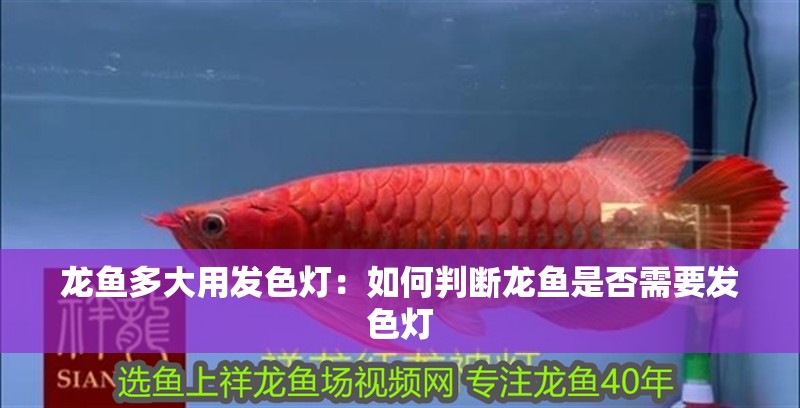 龍魚多大用發色燈：如何判斷龍魚是否需要發色燈