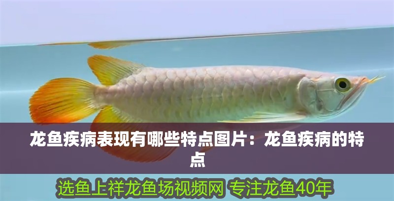龍魚疾病表現有哪些特點圖片：龍魚疾病的特點