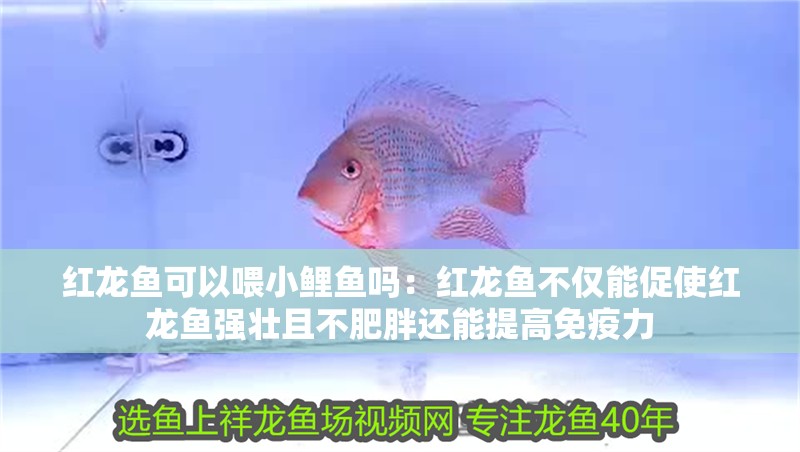 紅龍魚可以喂小鯉魚嗎：紅龍魚不僅能促使紅龍魚強壯且不肥胖還能提高免疫力