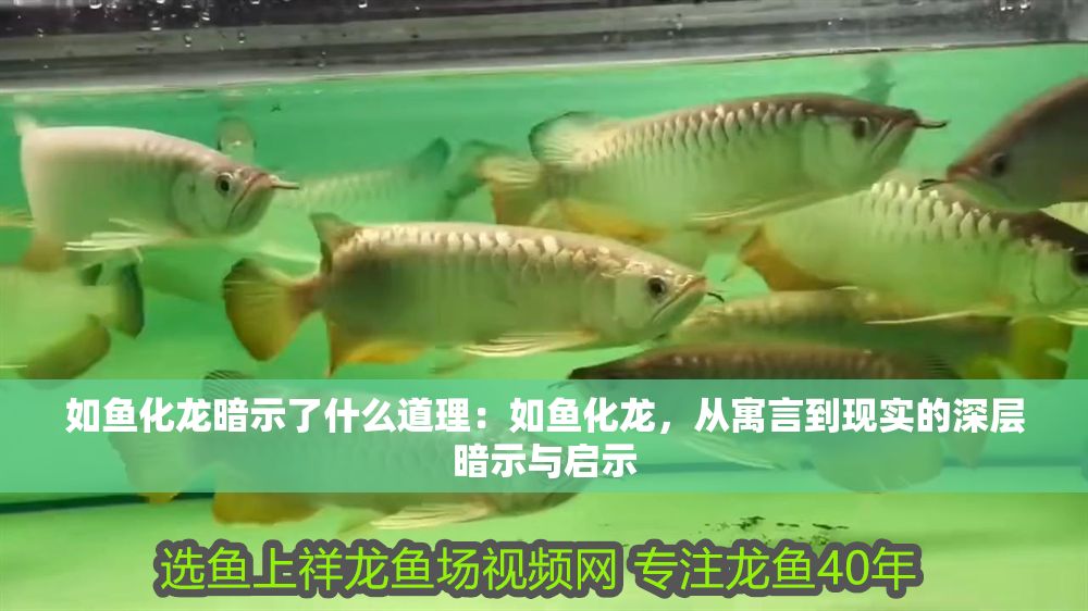 如魚化龍暗示了什么道理：如魚化龍，從寓言到現(xiàn)實(shí)的深層暗示與啟示
