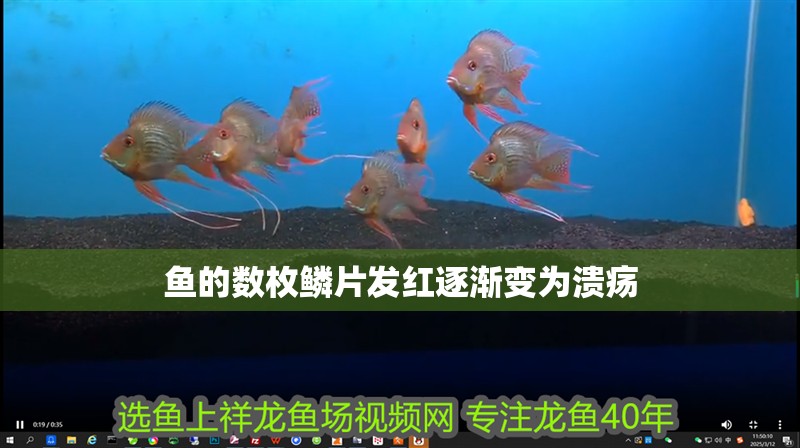 魚的數枚鱗片發紅逐漸變為潰瘍
