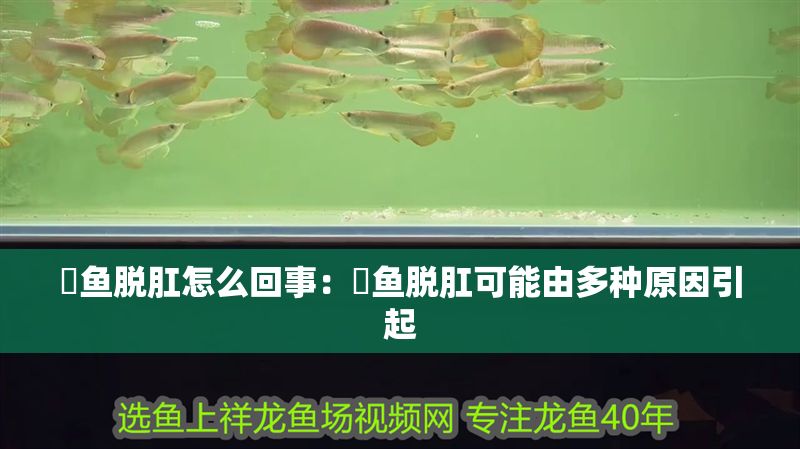 魟魚脫肛怎么回事：魟魚脫肛可能由多種原因引起 魟魚脫肛怎么回事：魟魚脫肛可能由多種原因引起 魟魚百科 第2張