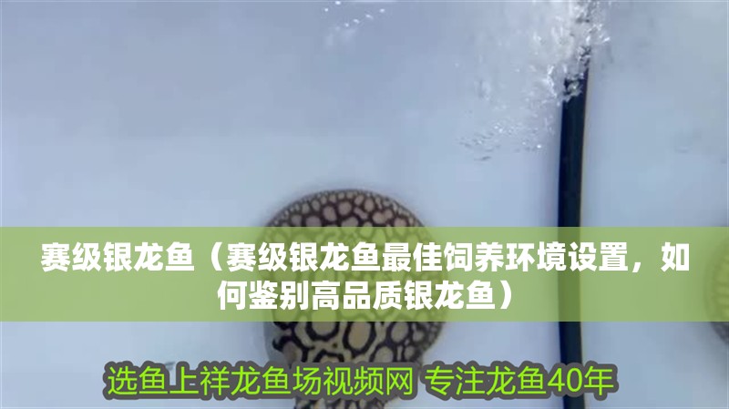 賽級銀龍魚（賽級銀龍魚最佳飼養(yǎng)環(huán)境設(shè)置，如何鑒別高品質(zhì)銀龍魚）