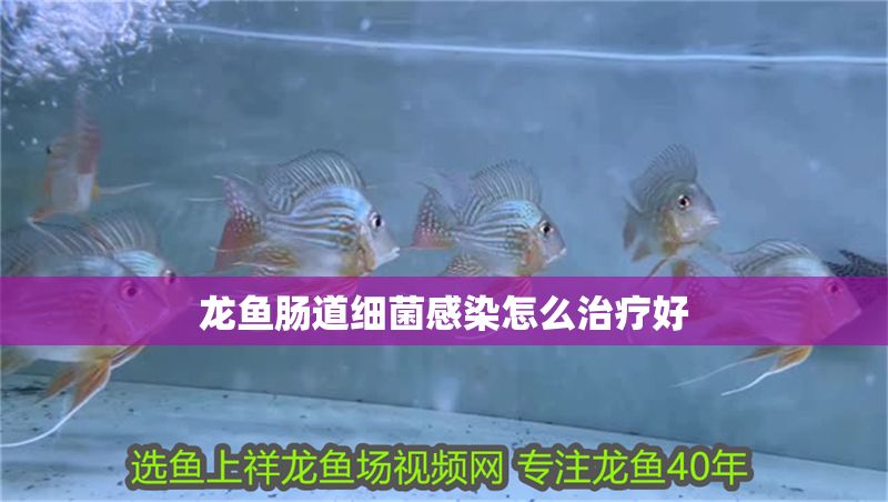 龍魚腸道細菌感染怎么治療好 龍魚腸道細菌感染怎么治療好 龍魚百科 第2張