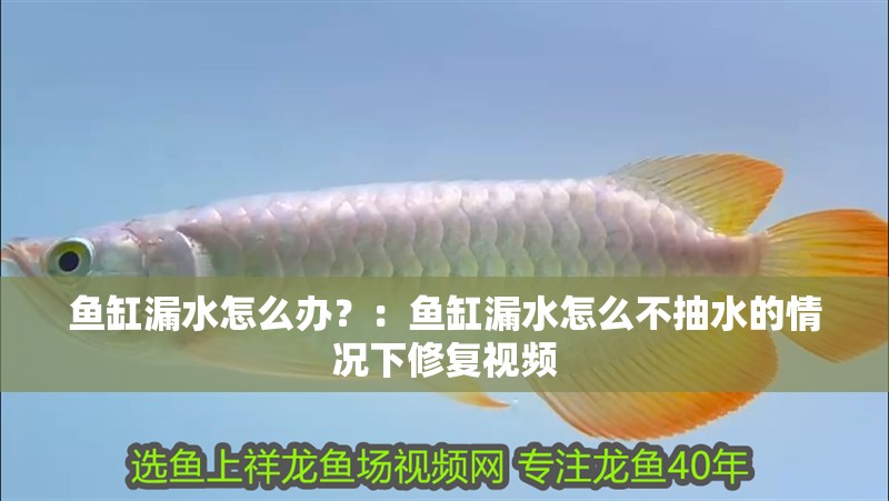 魚缸漏水怎么辦？：魚缸漏水怎么不抽水的情況下修復(fù)視頻