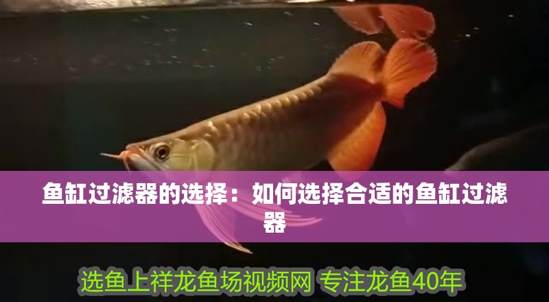 魚缸過濾器的選擇：如何選擇合適的魚缸過濾器 魚缸過濾器的選擇：如何選擇合適的魚缸過濾器 魚缸百科
