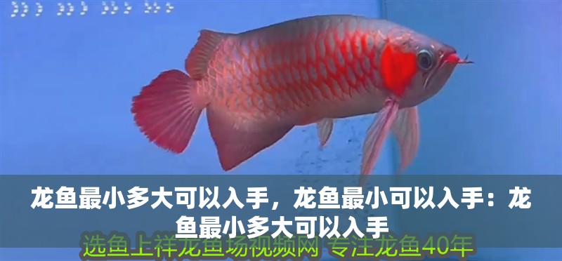 龍魚最小多大可以入手，龍魚最小可以入手：龍魚最小多大可以入手