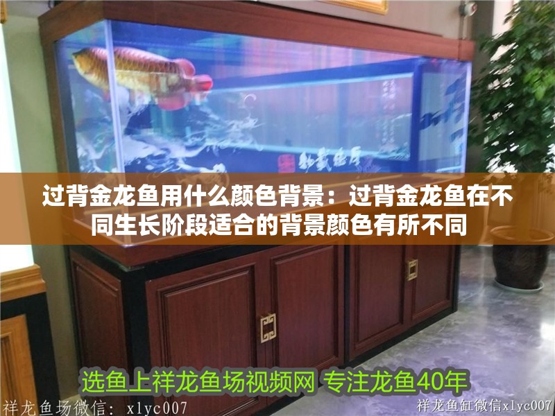 過背金龍魚用什么顏色背景：過背金龍魚在不同生長階段適合的背景顏色有所不同