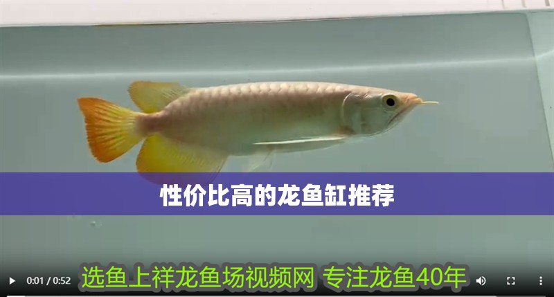 性?xún)r(jià)比高的龍魚(yú)缸推薦