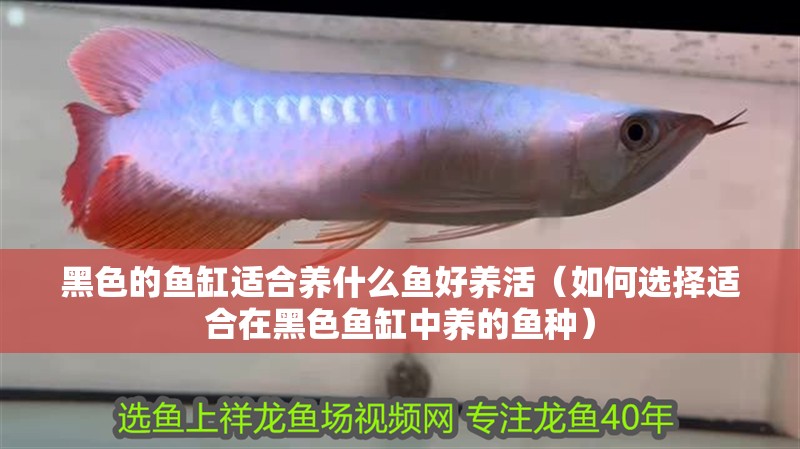 黑色的魚缸適合養(yǎng)什么魚好養(yǎng)活（如何選擇適合在黑色魚缸中養(yǎng)的魚種）