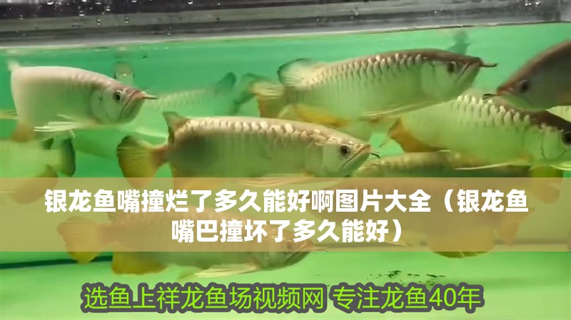 銀龍魚嘴撞爛了多久能好啊圖片大全（銀龍魚嘴巴撞壞了多久能好）