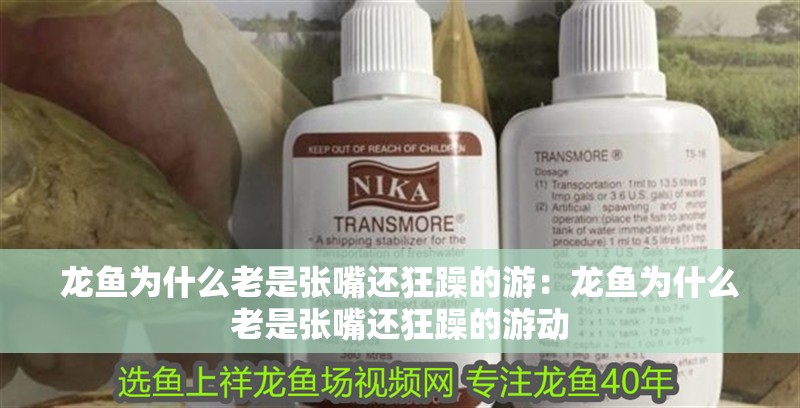 龍魚為什么老是張嘴還狂躁的游：龍魚為什么老是張嘴還狂躁的游動 龍魚為什么老是張嘴還狂躁的游：龍魚為什么老是張嘴還狂躁的游動 龍魚百科