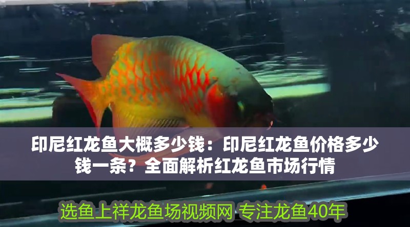 印尼紅龍魚大概多少錢：印尼紅龍魚價格多少錢一條？全面解析紅龍魚市場行情