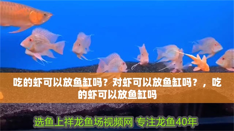 吃的蝦可以放魚缸嗎？對蝦可以放魚缸嗎？，吃的蝦可以放魚缸嗎