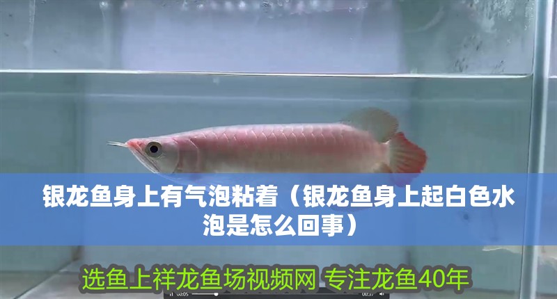 銀龍魚身上有氣泡粘著（銀龍魚身上起白色水泡是怎么回事） 銀龍魚身上有氣泡粘著（銀龍魚身上起白色水泡是怎么回事） 銀龍魚百科