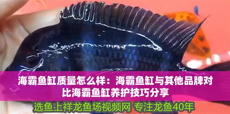 海霸魚缸質量怎么樣：海霸魚缸與其他品牌對比海霸魚缸養護技巧分享 海霸魚缸質量怎么樣：海霸魚缸與其他品牌對比海霸魚缸養護技巧分享 魚缸百科