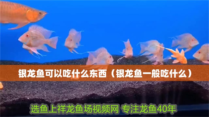 銀龍魚可以吃什么東西（銀龍魚一般吃什么）