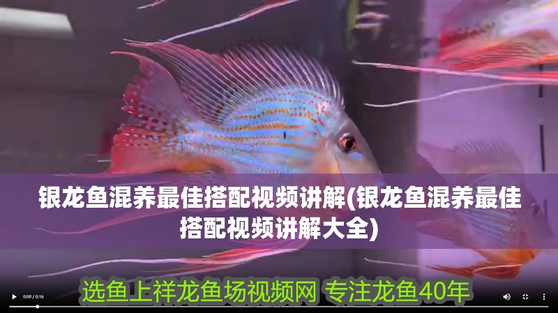 銀龍魚混養(yǎng)最佳搭配視頻講解(銀龍魚混養(yǎng)最佳搭配視頻講解大全)