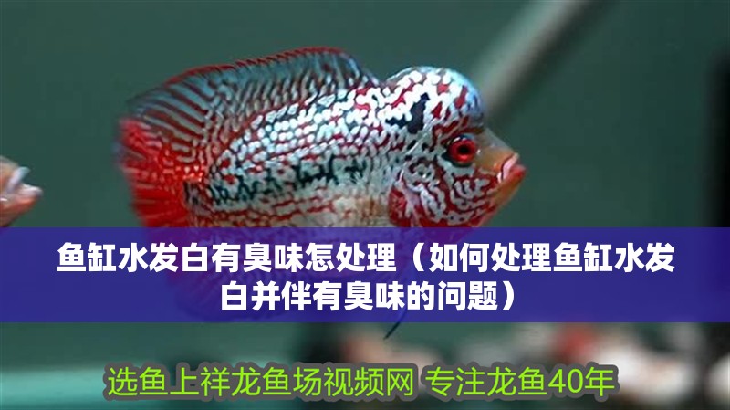 魚缸水發白有臭味怎處理（如何處理魚缸水發白并伴有臭味的問題） 魚缸水發白有臭味怎處理（如何處理魚缸水發白并伴有臭味的問題） 魚缸百科