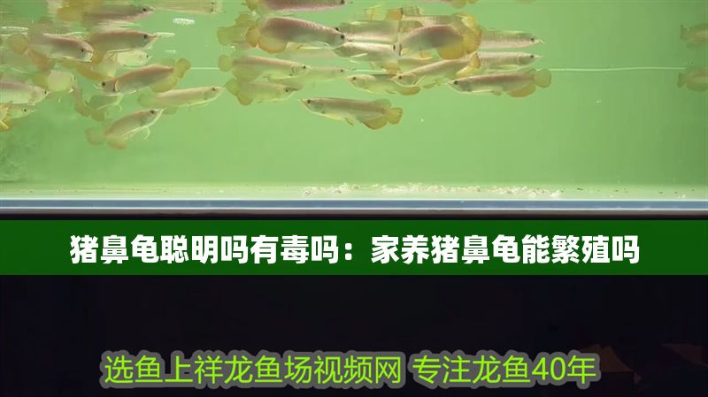 豬鼻龜聰明嗎有毒嗎：家養豬鼻龜能繁殖嗎
