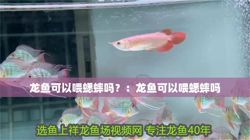 龍魚可以喂蟋蟀嗎？：龍魚可以喂蟋蟀嗎