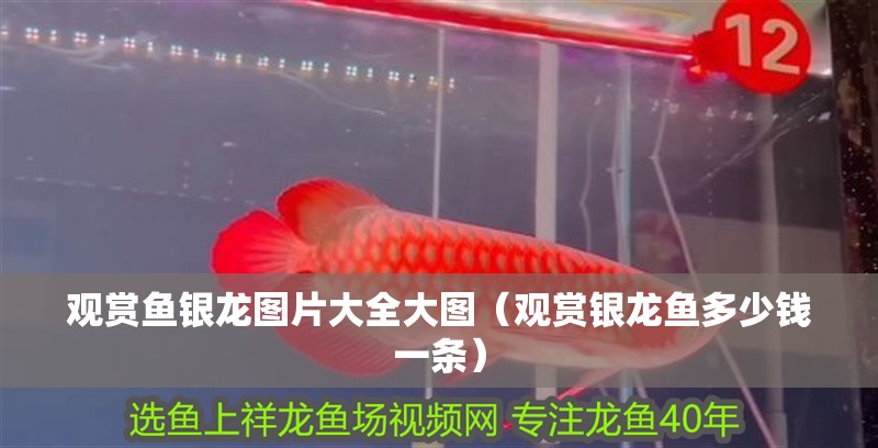 觀賞魚銀龍圖片大全大圖（觀賞銀龍魚多少錢一條）