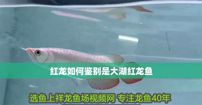 紅龍如何鑒別是大湖紅龍魚