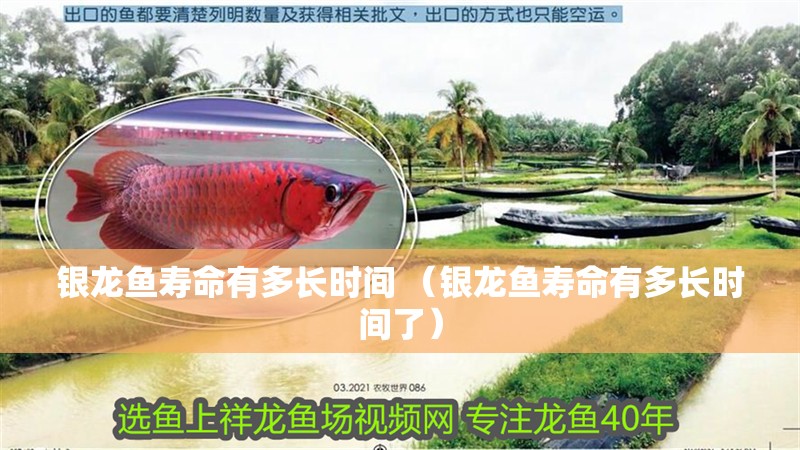 銀龍魚壽命有多長時間 （銀龍魚壽命有多長時間了） 銀龍魚壽命有多長時間 （銀龍魚壽命有多長時間了） 銀龍魚百科