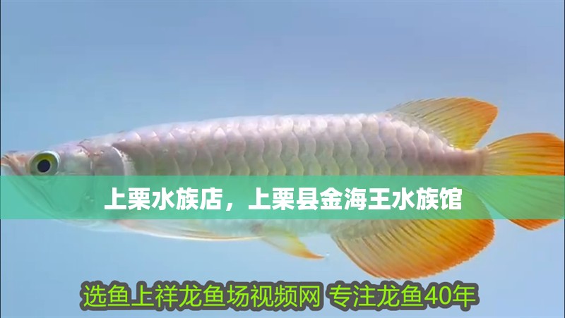 上栗水族店,上栗縣金海王水族館 全國水族館企業名錄 上栗水族店,上栗縣金海王水族館 上栗水族店,上栗縣金海王水族館 全國水族館企業名錄