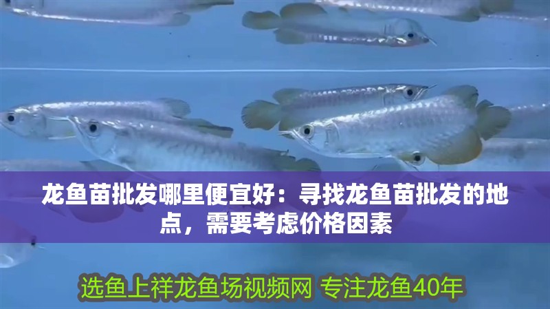 龍魚苗批發哪里便宜好：尋找龍魚苗批發的地點，需要考慮價格因素 龍魚苗批發哪里便宜好：尋找龍魚苗批發的地點，需要考慮價格因素 龍魚百科
