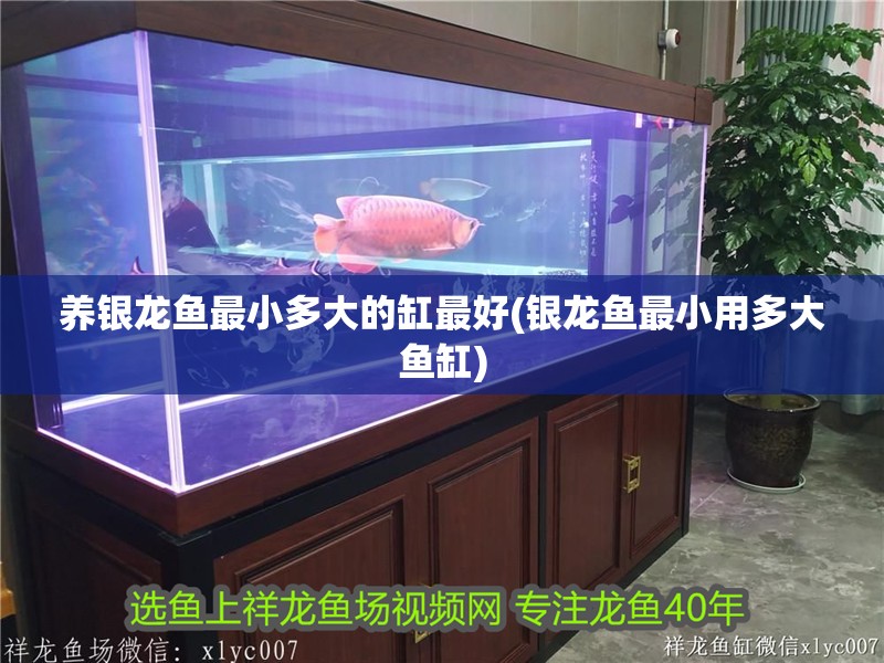養銀龍魚最小多大的缸最好(銀龍魚最小用多大魚缸)