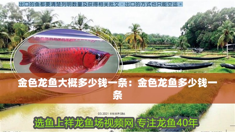 金色龍魚大概多少錢一條：金色龍魚多少錢一條