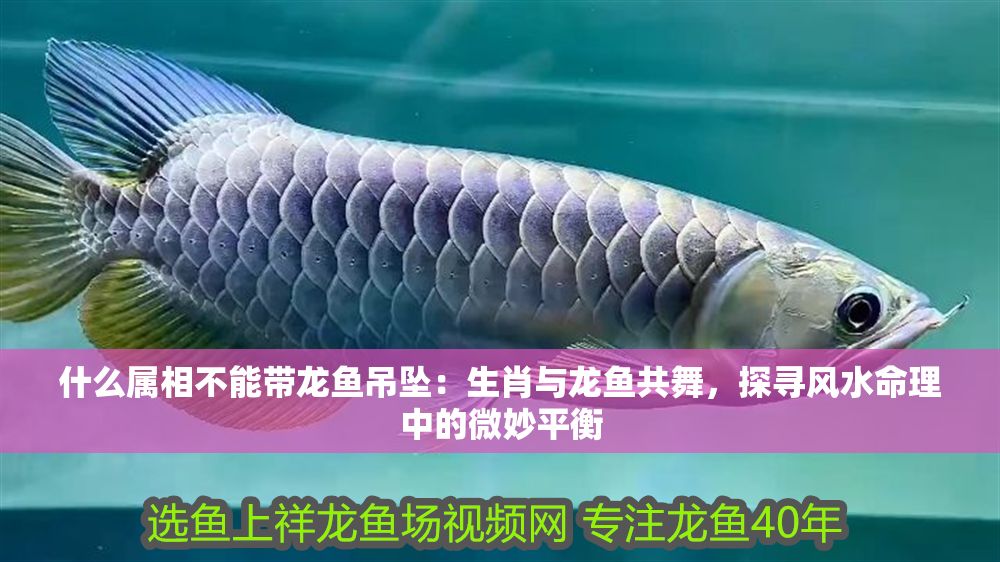 什么屬相不能帶龍魚吊墜：生肖與龍魚共舞，探尋風(fēng)水命理中的微妙平衡