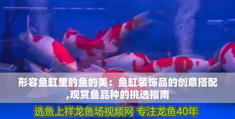 形容魚缸里的魚的美：魚缸裝飾品的創(chuàng)意搭配,觀賞魚品種的挑選指南