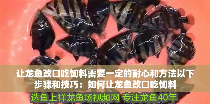 讓龍魚改口吃飼料需要一定的耐心和方法以下步驟和技巧：如何讓龍魚改口吃飼料