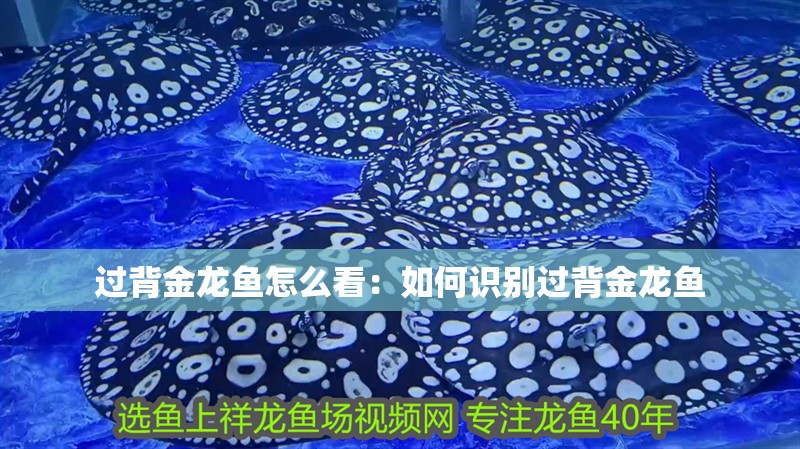 過背金龍魚怎么看：如何識別過背金龍魚