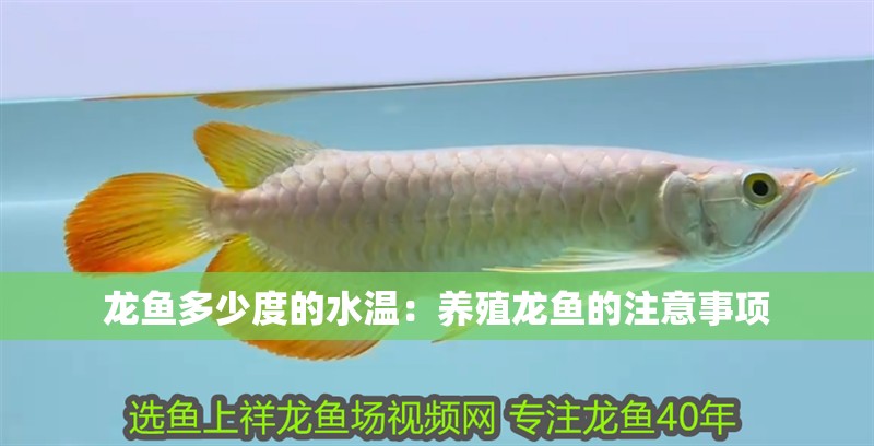 龍魚多少度的水溫：養(yǎng)殖龍魚的注意事項(xiàng)