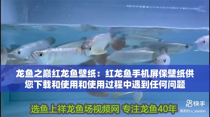 龍魚之巔紅龍魚壁紙：紅龍魚手機屏保壁紙供您下載和使用和使用過程中遇到任何問題