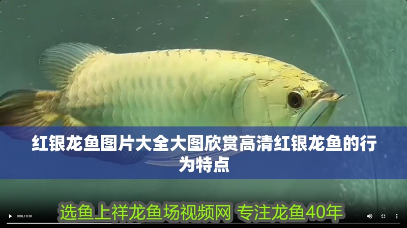 紅銀龍魚(yú)圖片大全大圖欣賞高清紅銀龍魚(yú)的行為特點(diǎn)
