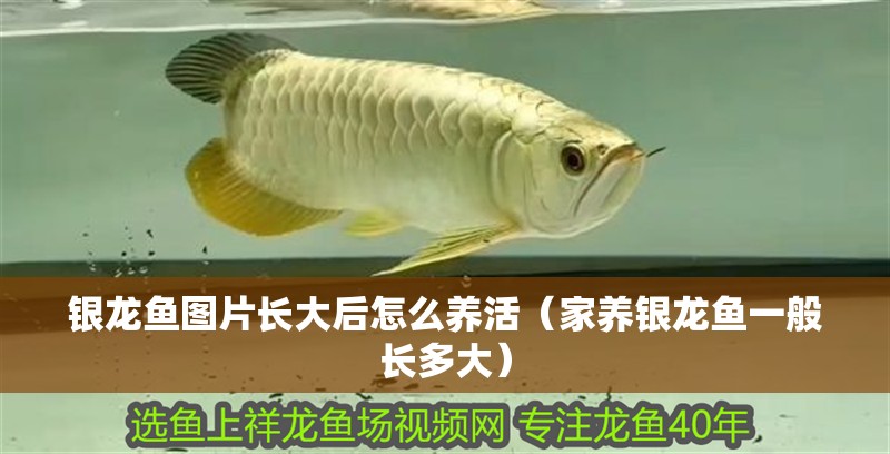 銀龍魚圖片長(zhǎng)大后怎么養(yǎng)活（家養(yǎng)銀龍魚一般長(zhǎng)多大） 銀龍魚圖片長(zhǎng)大后怎么養(yǎng)活（家養(yǎng)銀龍魚一般長(zhǎng)多大） 銀龍魚百科