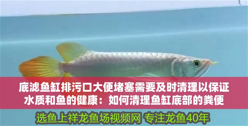 底濾魚缸排污口大便堵塞需要及時清理以保證水質和魚的健康：如何清理魚缸底部的糞便