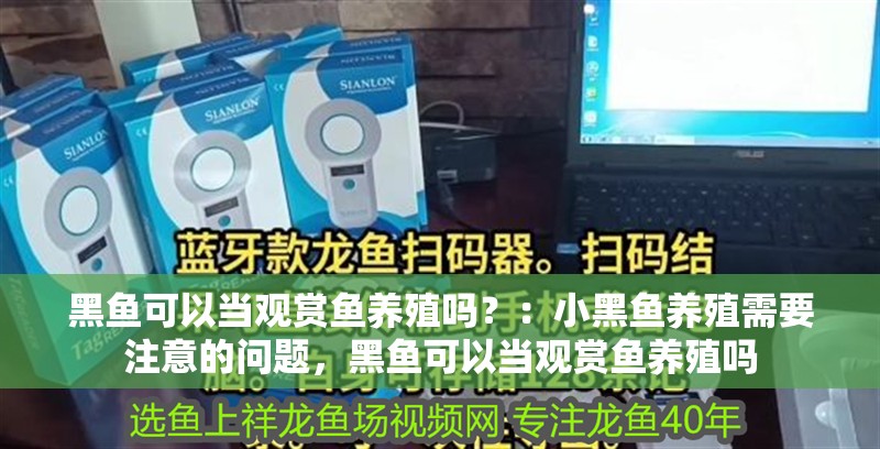 黑魚可以當觀賞魚養(yǎng)殖嗎？：小黑魚養(yǎng)殖需要注意的問題，黑魚可以當觀賞魚養(yǎng)殖嗎 黑魚可以當觀賞魚養(yǎng)殖嗎？：小黑魚養(yǎng)殖需要注意的問題，黑魚可以當觀賞魚養(yǎng)殖嗎 魚缸百科