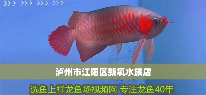 瀘州市江陽區新氧水族店